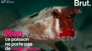 Connaissez-vous le poisson chauve-souris à lèvres rouges ? Connaissez-vous le poisson chauve-souris à lèvres rouges ?