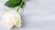 Saint-Valentin... Ces roses qui annoncent la couleur ! Saint-Valentin... Ces roses qui annoncent la couleur !