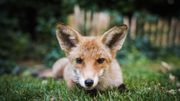 8 règles d'or pour observer les animaux en forêt 8 règles d'or pour observer les animaux en forêt