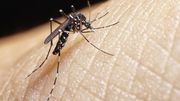 Bientôt, les scientifiques pourront définitivement éliminer les moustiques-tigres Bientôt, les scientifiques pourront définitivement éliminer les moustiques-tigres