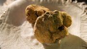 Sur les traces de la première truffe blanche cultivée