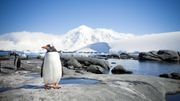Nouvelle menace pour l'Antarctique: les espèces invasives apportées par l'Homme. Nouvelle menace pour l'Antarctique: les espèces invasives apportées par l'Homme.