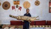 Les crocodiles du Nil, animaux de compagnie des Nubiens d'Assouan Les crocodiles du Nil, animaux de compagnie des Nubiens d'Assouan