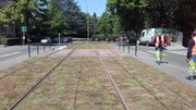 Le sédum, l'idée verte de la STIB pour recouvrir les mauvaises herbes plutôt que les combattre Le sédum, l'idée verte de la STIB pour recouvrir les mauvaises herbes plutôt que les combattre