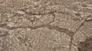 Les enduits découverts effondrés étaient posés sur des élévations de murs en terre incisées en chevrons pour assurer leur adhérence. Les enduits découverts effondrés étaient posés sur des élévations de murs en terre incisées en chevrons pour assurer leur adhérence.