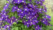 Quelles plantes en guise de brise vue ou en mur végétal ? Voici un bouquet d'idées Quelles plantes en guise de brise vue ou en mur végétal ? Voici un bouquet d'idées
