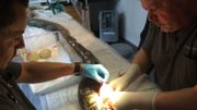 Les œufs bloqués sont enlevé un à un par une incision d'une trentaine de centimètres. Les œufs bloqués sont enlevé un à un par une incision d'une trentaine de centimètres.
