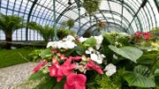 Les Serres royales de Laeken ouvrent leurs portes pour trois semaines ce vendredi Les Serres royales de Laeken ouvrent leurs portes pour trois semaines ce vendredi