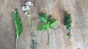 L'ail des ours, la cardamine des prés, l'égopode et le lierre terrestre L'ail des ours, la cardamine des prés, l'égopode et le lierre terrestre