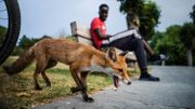 8 règles d'or pour observer les animaux en forêt 8 règles d'or pour observer les animaux en forêt