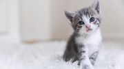 Un bar à chats... Qu'est-ce que c'est que ça ? Un bar à chats... Qu'est-ce que c'est que ça ?
