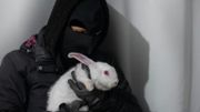 un des lapins "libéré" un des lapins "libéré"