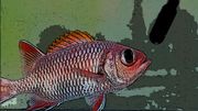 les poissons émettent des sons les poissons émettent des sons