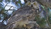 le hibou grand-duc bien dissimulé le hibou grand-duc bien dissimulé