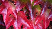 Quelles plantes en guise de brise vue ou en mur végétal de charme ? Voici un bouquet d'idées Quelles plantes en guise de brise vue ou en mur végétal de charme ? Voici un bouquet d'idées