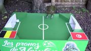 Newton, l'oiseau qui avait prédit la victoire de la Belgique...et les ratés de Batshuayi Newton, l'oiseau qui avait prédit la victoire de la Belgique...et les ratés de Batshuayi