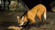 Ces humains reçoivent la visite d'un loup à crinière au Brésil Ces humains reçoivent la visite d'un loup à crinière au Brésil