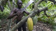 Ce sont souvent des petits producteurs qui cultivent le cacao Ce sont souvent des petits producteurs qui cultivent le cacao