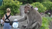 Pour les macaques, tout est bon à prendre Pour les macaques, tout est bon à prendre