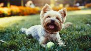 Beautiful yorkshire terrier playing with a ball on a grass Beautiful yorkshire terrier playing with a ball on a grass