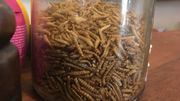 Envie de goûter les vers de farine? Envie de goûter les vers de farine?