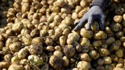 La production de pommes de terre belges a "plus que triplé en moins de 40 ans" La production de pommes de terre belges a "plus que triplé en moins de 40 ans"