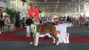 Le Saint-Bernard vainqueur du concours junior de sa catégorie. Le Saint-Bernard vainqueur du concours junior de sa catégorie.
