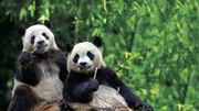 Hao Hao et son compagnon Xing Hui Hao Hao et son compagnon Xing Hui