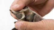 Les coussinets de nos chiens et chats : comment en prendre soin? Les coussinets de nos chiens et chats : comment en prendre soin?