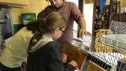 Pour les enfants, la tâche est simple mais ardue : retirer avec une fourchette les opercules qui bouchent les alvéoles des hausses Pour les enfants, la tâche est simple mais ardue : retirer avec une fourchette les opercules qui bouchent les alvéoles des hausses