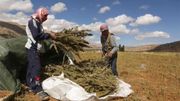 La vallée de Bekaa est la terre d’accueil de beaucoup de réfugiés Syriens. Ces deux-ci récoltent les cultures de cannabis La vallée de Bekaa est la terre d’accueil de beaucoup de réfugiés Syriens. Ces deux-ci récoltent les cultures de cannabis