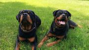 Le rottweiler : bien dressé, c'est un compagnon loyal. Le rottweiler : bien dressé, c'est un compagnon loyal.