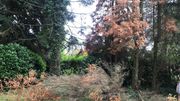 De nombreux sapins doivent être abattus, victimes des scolytes De nombreux sapins doivent être abattus, victimes des scolytes