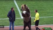 Scène surréaliste en D3 russe : Le ballon du match apporté par... un ours brun Scène surréaliste en D3 russe : Le ballon du match apporté par... un ours brun