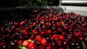 Les producteurs de cerises limbourgeois annoncent une récolte exceptionnelle Les producteurs de cerises limbourgeois annoncent une récolte exceptionnelle