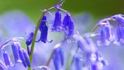 Plante d'intérieur du mois : la campanule Plante d'intérieur du mois : la campanule