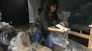 Cécile Gérin ressort des réserves et prépare les spécimens naturalisés qui seront bientôt exposés Cécile Gérin ressort des réserves et prépare les spécimens naturalisés qui seront bientôt exposés