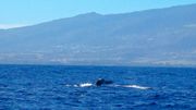 Pendant l'hiver austral, chaque année, les baleines à bosse arrivent de l'Antarctique pour mettre bas dans les eaux de La Réunion. Pendant l'hiver austral, chaque année, les baleines à bosse arrivent de l'Antarctique pour mettre bas dans les eaux de La Réunion.
