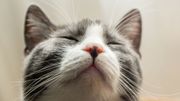 Pourquoi les chats ont-ils l'air hautain ? Pourquoi les chats ont-ils l'air hautain ?