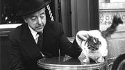 Le chat s'expose en photo Le chat s'expose en photo