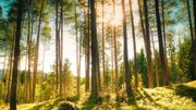 Une forêt urbaine créée pour nourrir un quartier d'Atlanta Une forêt urbaine créée pour nourrir un quartier d'Atlanta