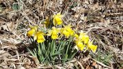 Les jonquilles, symboles de l’arrivée prochaine du printemps, toujours appréciées des promeneurs. Les jonquilles, symboles de l’arrivée prochaine du printemps, toujours appréciées des promeneurs.
