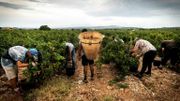Vendanges à Espira-de-L'Agly, dans les Pyrénées-Orientales, le 12 août 2020. Vendanges à Espira-de-L'Agly, dans les Pyrénées-Orientales, le 12 août 2020.