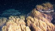 Australie: la période de reproduction de la grande barrière de corail a commencé Australie: la période de reproduction de la grande barrière de corail a commencé