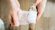 Assurances soins de santé pour animaux Assurances soins de santé pour animaux