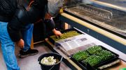 Benjamin lance les premières cultures hivernales, dans son laboratoire chauffé qu'il nomme "le potager polaire". Benjamin lance les premières cultures hivernales, dans son laboratoire chauffé qu'il nomme "le potager polaire".