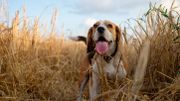 Méfiez-vous des épillets pour la truffe de votre animal Méfiez-vous des épillets pour la truffe de votre animal