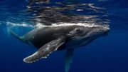 Quand le navire passe, les baleines se taisent Quand le navire passe, les baleines se taisent