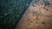 L'équivalent d'un terrain de foot de forêt primaire détruit toutes les six secondes, selon une étude L'équivalent d'un terrain de foot de forêt primaire détruit toutes les six secondes, selon une étude