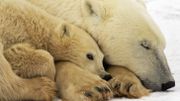 Kuujjuarapik, le village de l'Arctique où dorment désormais les ours Kuujjuarapik, le village de l'Arctique où dorment désormais les ours